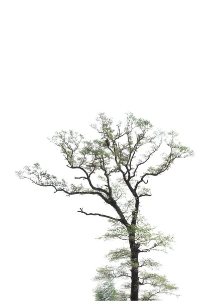 Konstigt Att Döda Träd Ren Bakgrund — Stockfoto