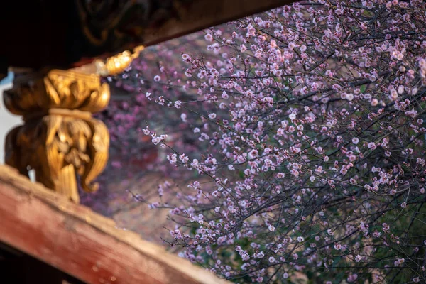 Flores Ameixa Rosa Templos Budistas Estão Abertas — Fotografia de Stock