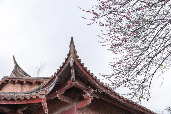 Ροζ Άνθη Δαμάσκηνου Στους Βουδιστικούς Ναούς Είναι Ανοιχτά — Φωτογραφία Αρχείου
