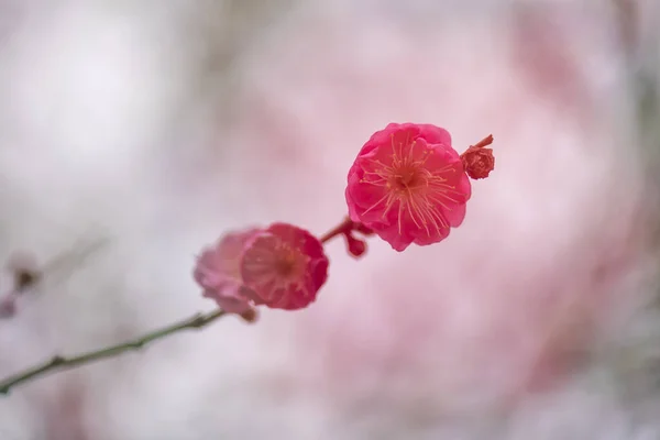 Close Pink Plum Blossom — Stock Photo, Image