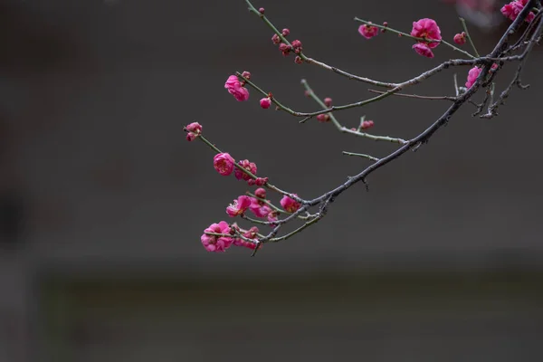 Lähikuva Vaaleanpunainen Luumu Kukka — kuvapankkivalokuva