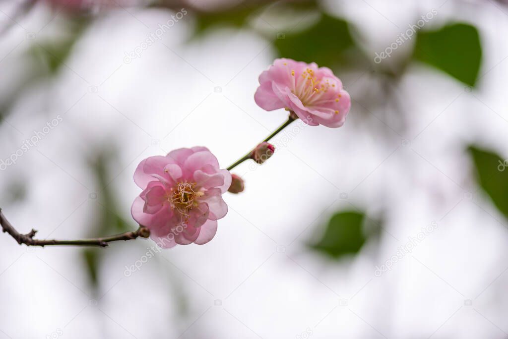 Close up of a pink plum blossom