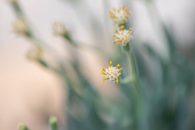 Her çeşit küçük ve güzel sulu bitkiler.