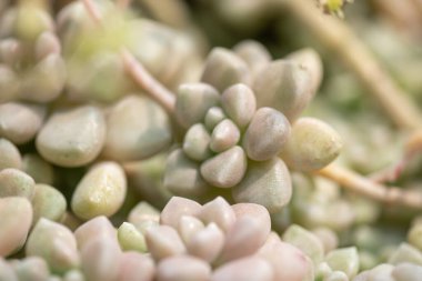 Her çeşit küçük ve güzel sulu bitkiler.