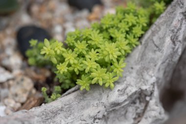 Her çeşit küçük ve güzel sulu bitkiler.