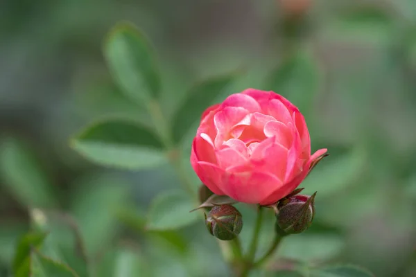 赤いバラは緑の背景を背景に公園の庭にあります — ストック写真