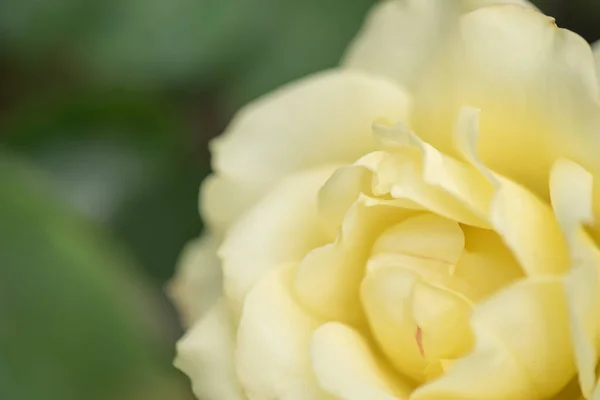 緑の背景に黄色のバラ — ストック写真