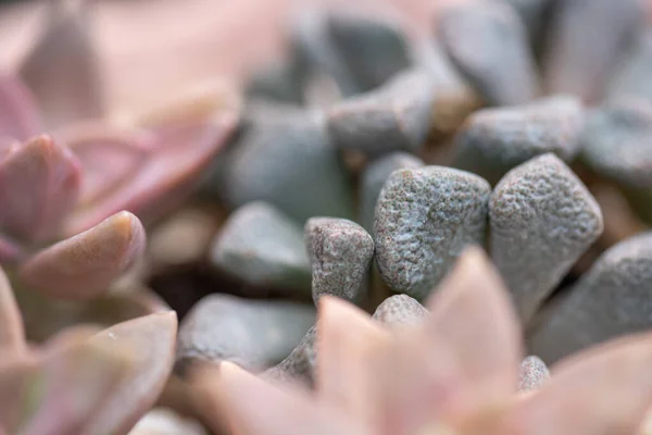 Todo Tipo Plantas Suculentas Pequeñas Encantadoras — Foto de Stock