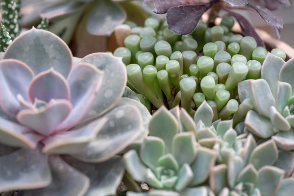 아름다운 식물들 — 스톡 사진