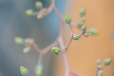 Her çeşit küçük ve güzel sulu bitkiler.