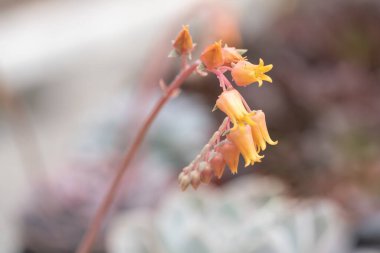 Her çeşit küçük ve güzel sulu bitkiler.