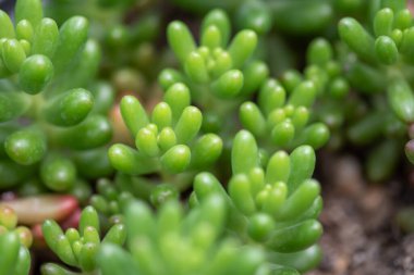 Çeşitli çeşitlerdeki küçük ve lezzetli bitkiler.