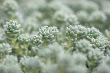 Çeşitli çeşitlerdeki küçük ve lezzetli bitkiler.