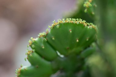 Çeşitli çeşitlerdeki küçük ve lezzetli bitkiler.
