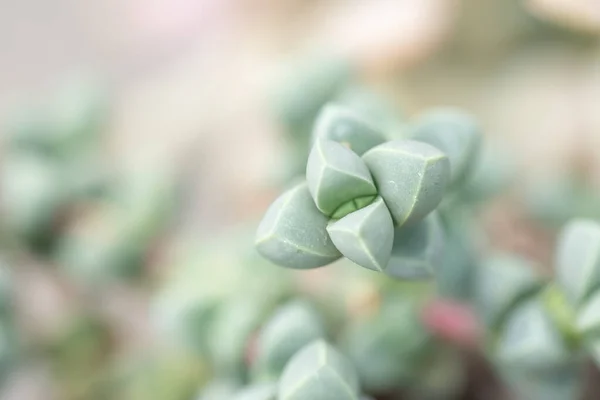 各种小巧可爱的肉质植物 — 图库照片