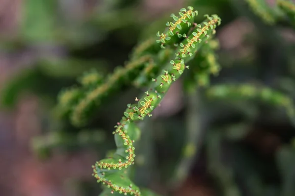 Pequeñas Hermosas Plantas Suculentas Diversas Variedades —  Fotos de Stock