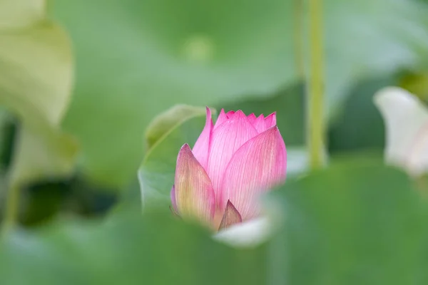 Růžové Lotosové Květy Létě — Stock fotografie