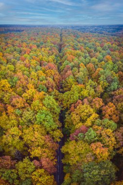 Sonbahar ormanı boyunca havadan aşağıya dikey yol manzarası.