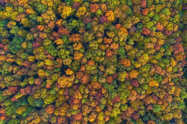 Havadan aşağıya canlı renkli sonbahar ormanı manzarası