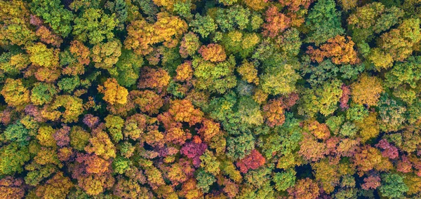 Αεροφωτογραφία Του Έντονου Πολύχρωμου Φθινοπωρινού Δάσους — Φωτογραφία Αρχείου