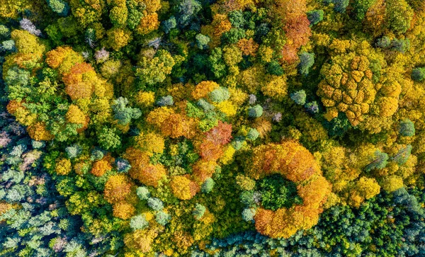 Antenn Ovanifrån Utsikt Över Färgglada Höstskog — Stockfoto