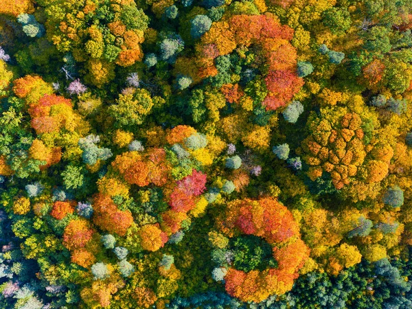 Flygfoto Uppifrån Och Ner Över Pulserande Färgglada Höstskog — Stockfoto