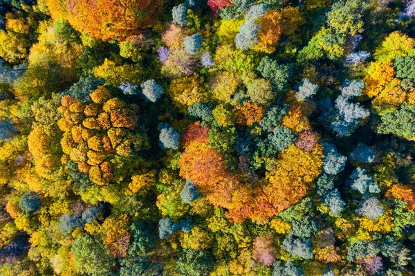 Flygfoto Uppifrån Och Ner Över Pulserande Färgglada Höstskog — Stockfoto