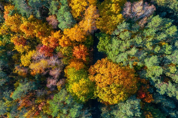 Flygfoto Färg Höst Skog — Stockfoto