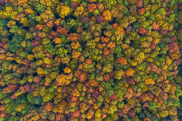 Flygfoto Uppifrån Och Ner Över Pulserande Färgglada Höstskog — Stockfoto