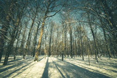 Kış ormanı, yeşil tonlu görüntü