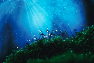 Mystery forest, glowing green moss against glitter blue light