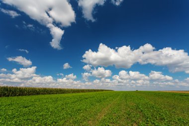 Yeşil çayır üzerinde mavi bulutlu gökyüzü