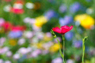 Single flower on a floral meadow