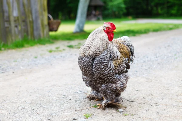 Cochin-Huhn — Stockfoto