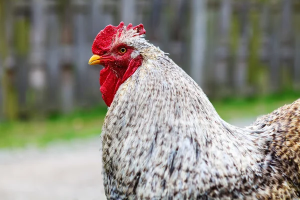 Pollo cochinillo — Foto de Stock