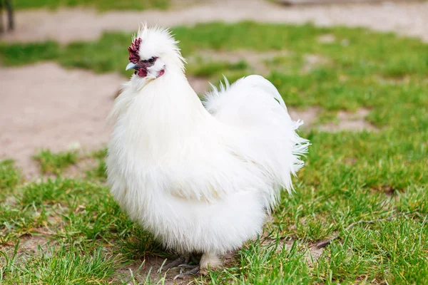 Kip Zijdehoen op groen gras — Stockfoto