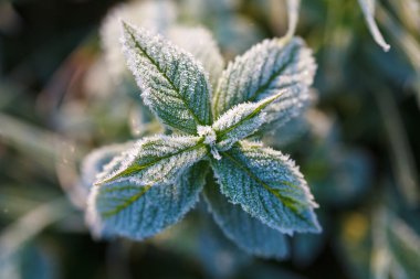 bitki üzerinde süsleyin