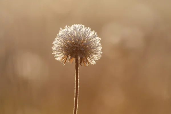 Flowers in the meadow in the morning