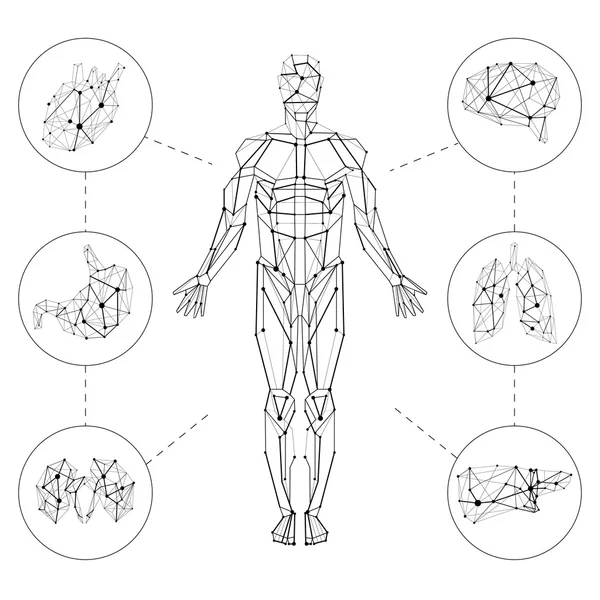 Mänskliga och inre organ — Stock vektor