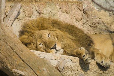 istirahat aslan portre