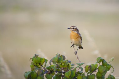 Whinchat, küçük kuş