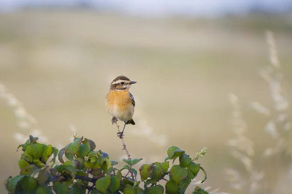 Whinchat 小鸟 — 图库照片