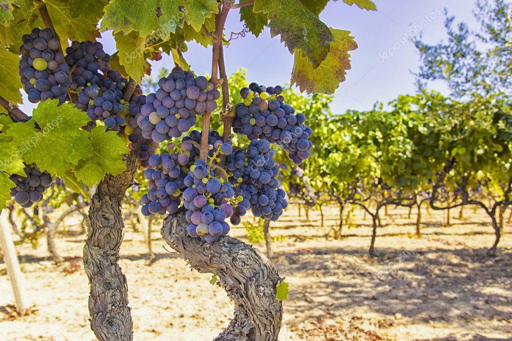Vignes Et Raisins Image Libre De Droit Par Staraldo C
