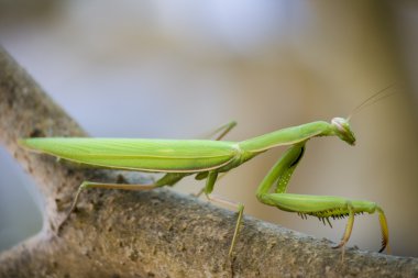 Dalda peygamber devesi