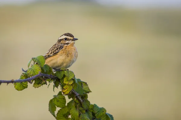 Cartaxo-nortenho, saxicola rubetra — Fotografia de Stock