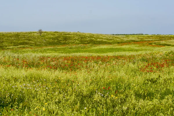 Bahar: çiçekli çayır