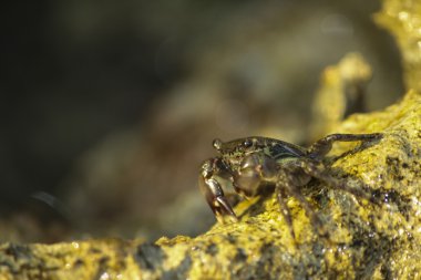 Rock güneşlenme Yengeç