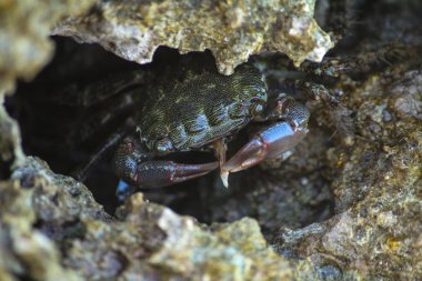 Yengeç yemek kemik kaya