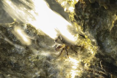 Su dalgası tarafından vurmak Yengeç