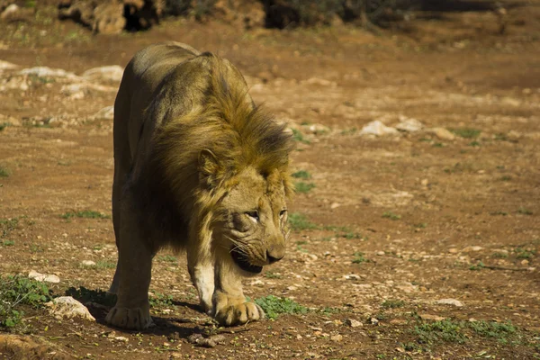 Il leone annusa il terreno — Foto Stock